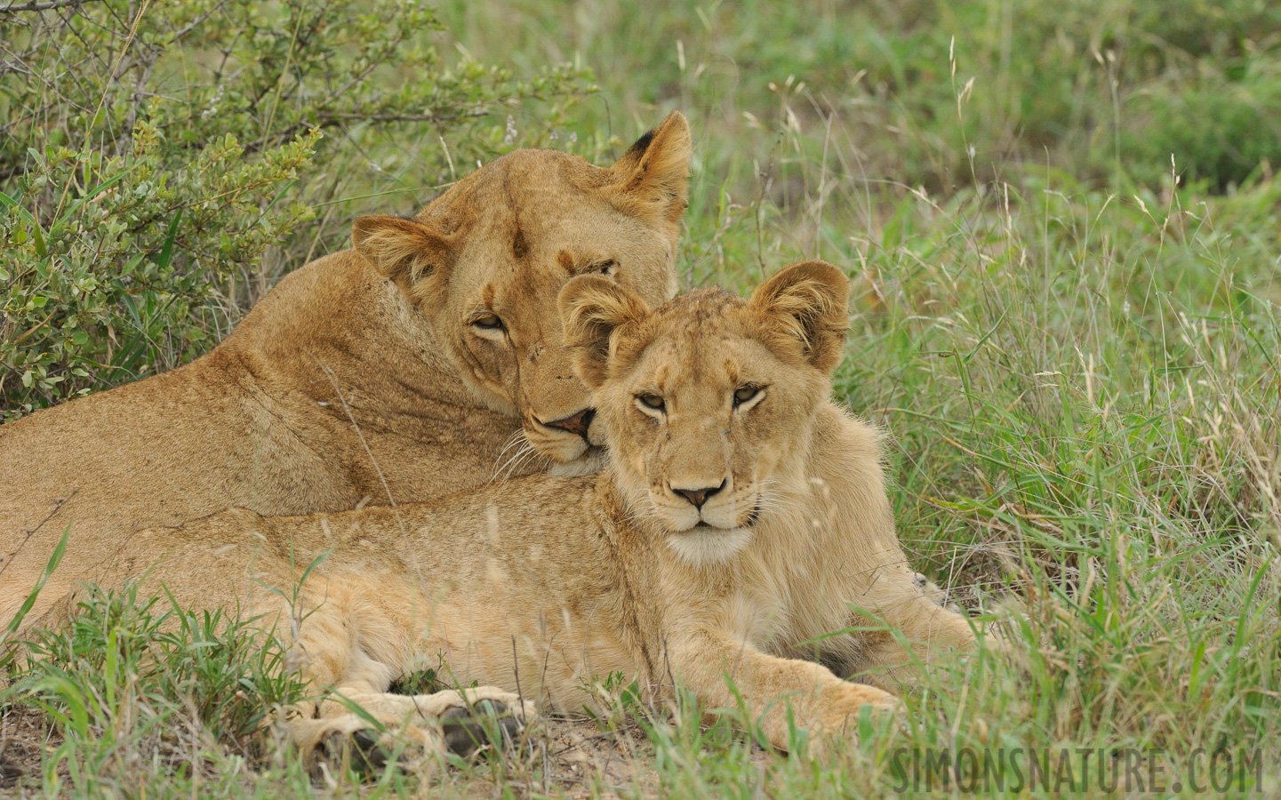 Panthera leo melanochaita [370 mm, 1/500 Sek. bei f / 8.0, ISO 1600]